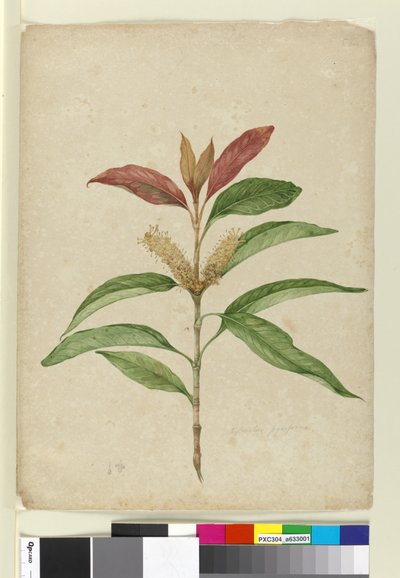 Xylomelum pyriforme, ca. 1803-06 von John William Lewin